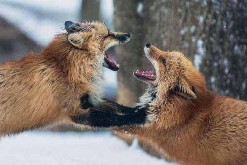 fox animal wildlife snow winter