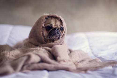 pug dog animals sad blanket