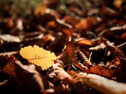 nature landscape leaves dried autumn