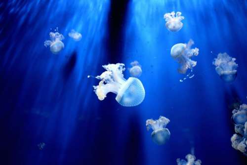 jellyfish aquarium blue water ocean