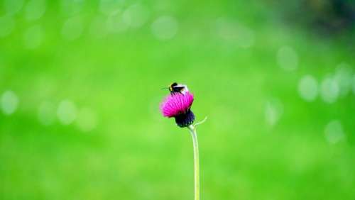 flowers nature blossoms purple petals