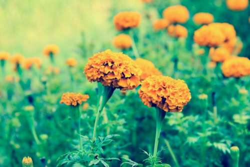 yellow petal flower bloom nature