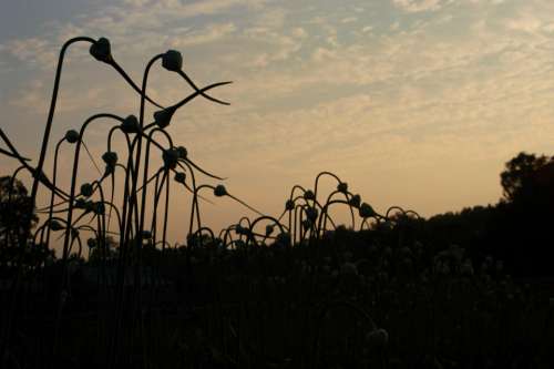 garlic flower buds silhouette sunset