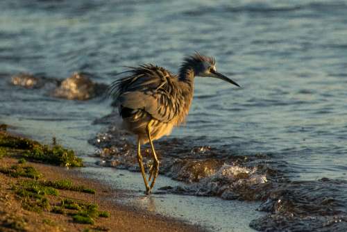 bird water heron shore coast