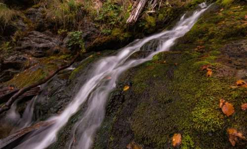 stream water green moss leaf