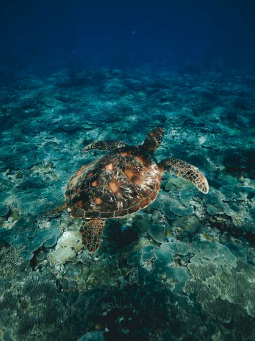 diving snorkeling turtle ocean sea turtle
