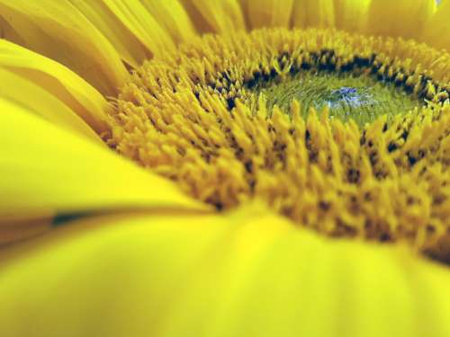 yellow flower sun sunflower closeup