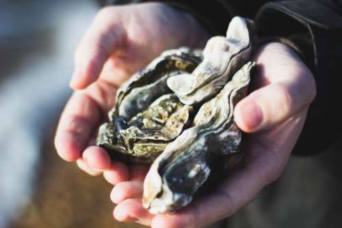 nature oysters shells people hands