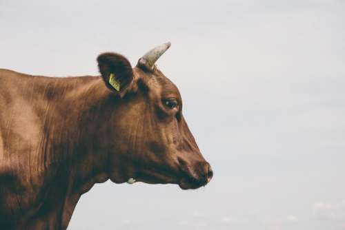 brown calf cow animal