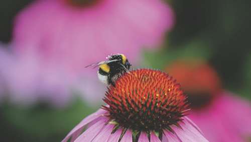 bee insect macro close up nectar