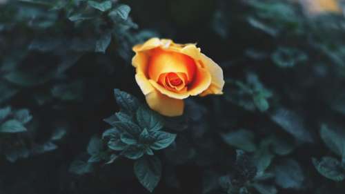 yellow petal flower bloom nature