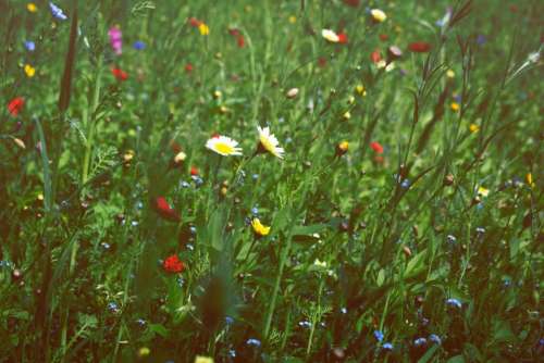 nature plants green grass flowers