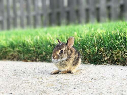 baby bunny rabbit mouse animal cute