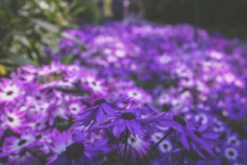 purple flower bloom blossom leaf