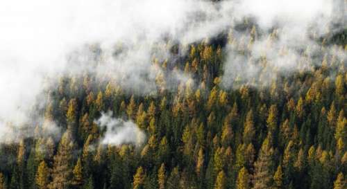 nature landscape forest trees clouds