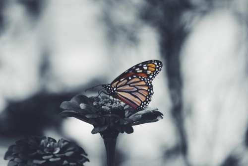 butterfly flower nature plant insect