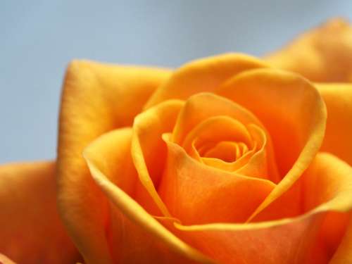yellow rose flower love heart