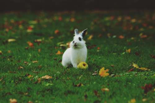 green grass playground rabbit animal