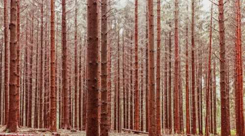 trees branches leaves woods forest