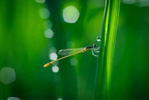 dragonfly wings nature insect green