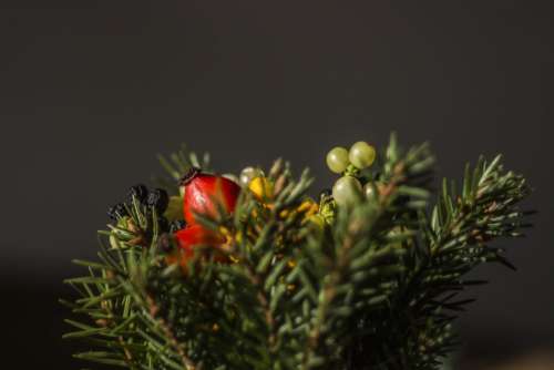 tree plant red fruit display