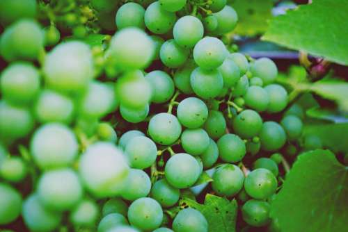 green grapes fruits food healthy