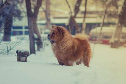 brown dog pet animal snow