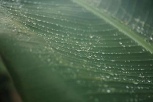 leaves green veins water rain