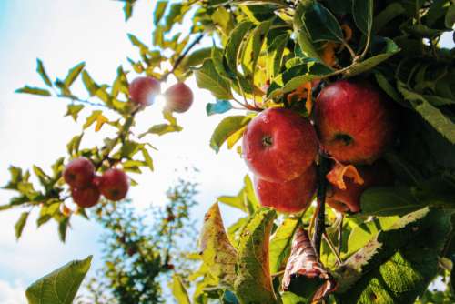 red apple tree fresh fruit