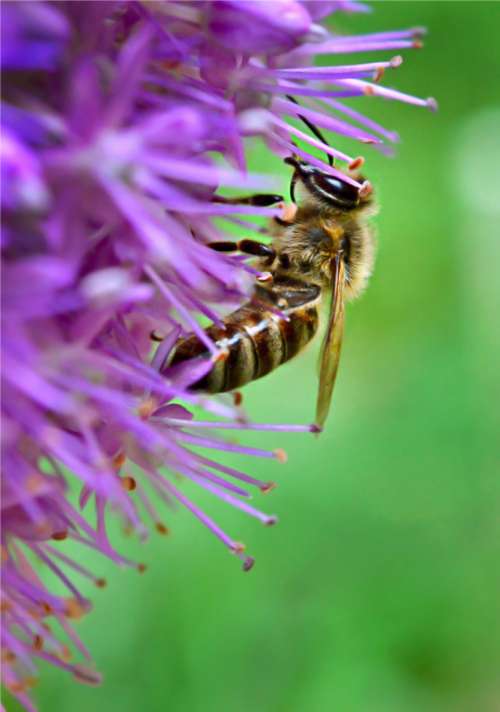bee flower macro nature summer