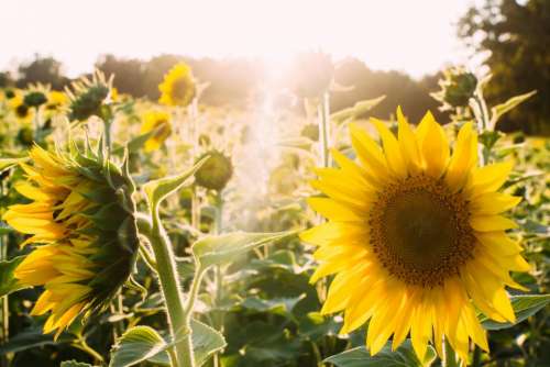 sunshine yellow sunflowers garden nature