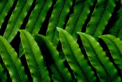 green leaves pattern background nature