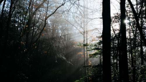 morning sunshine sunrise trees plant