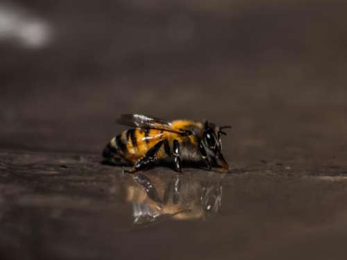bee insect animal water reflection