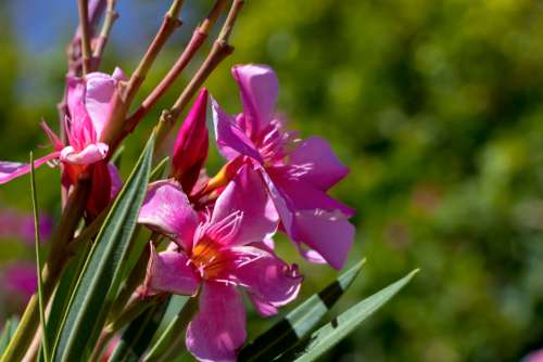 flower pink nature crete greece