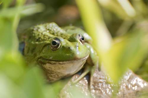 animals frog wildlife rocks leaves