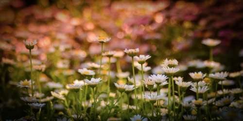 flowers garden nature outdoors summer