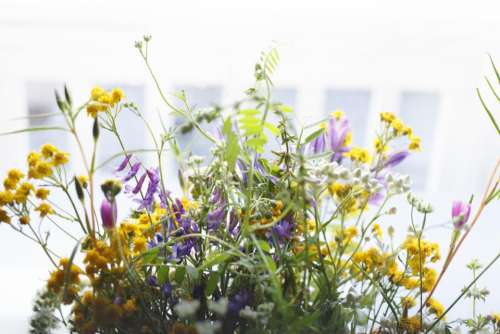 flowers nature blossoms branches stems