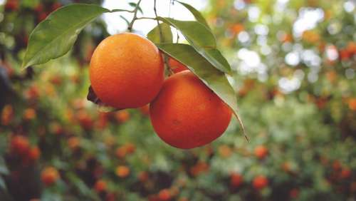 oranges fruits healthy food trees
