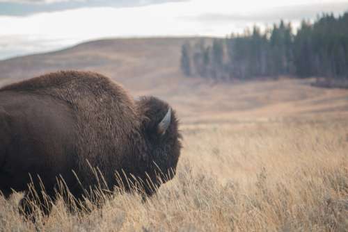bison nature wildlife grassland field
