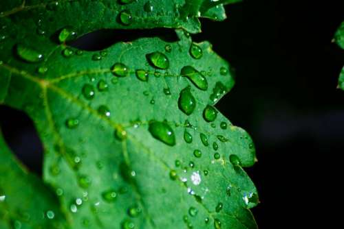 green leaf plant wet water