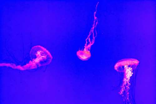 jellyfish underwater deep sea ocean