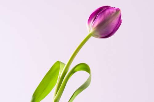 pretty isolated flower background bloom
