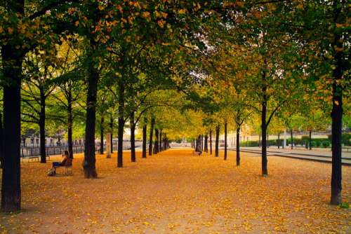city park autumn fall leaves