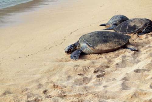 animals turtles tortoises amphibians hard