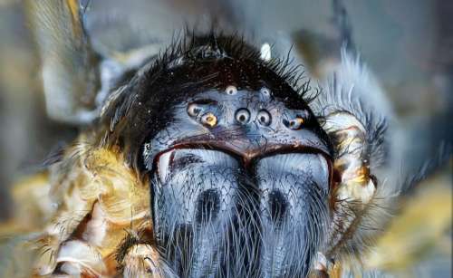 insect animal spider