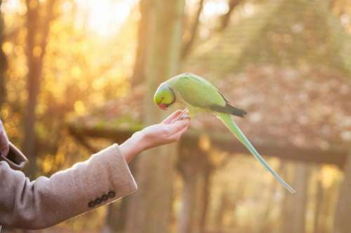 green bird pet animal hand