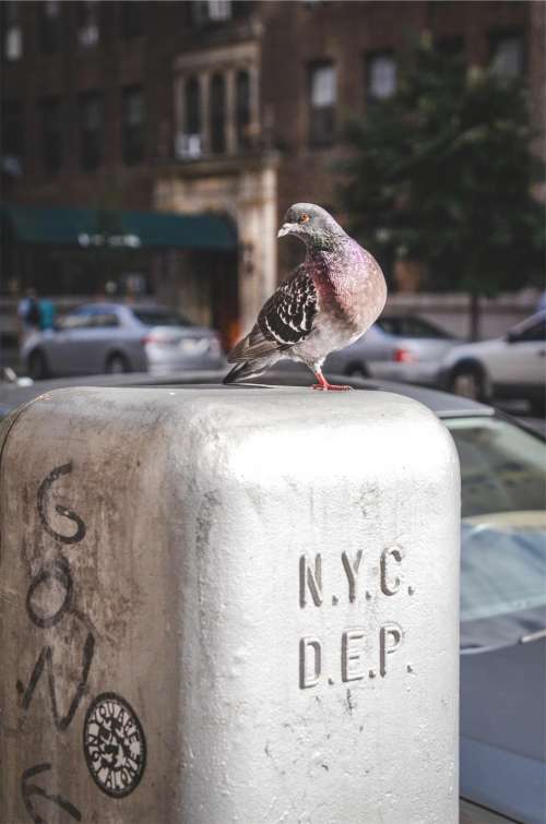 pigeon bird NYC