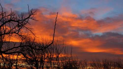 trees nature clouds sky stems