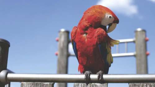 blue sky red parrot bird